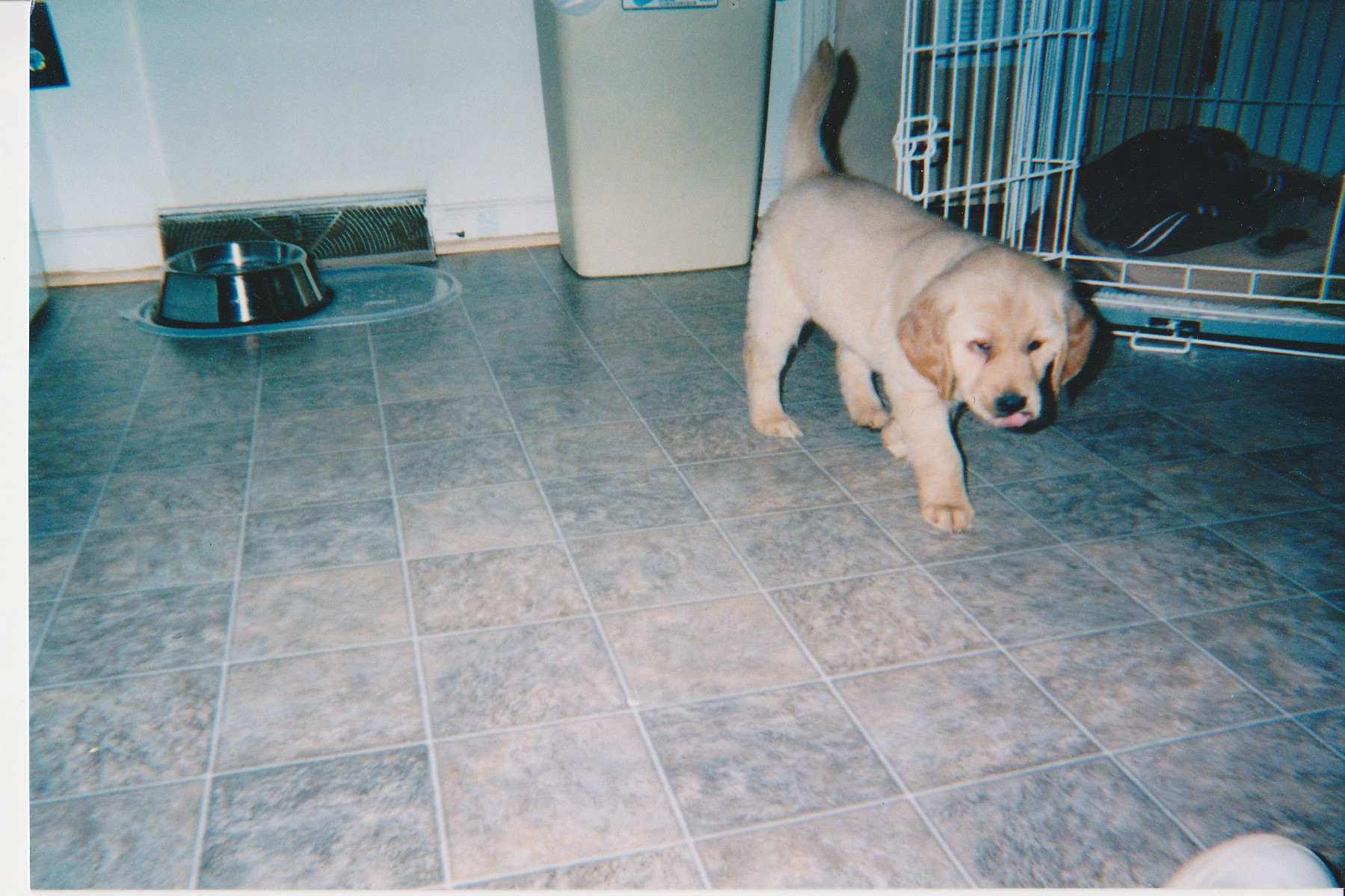 Callie's 1st Day Home - 2