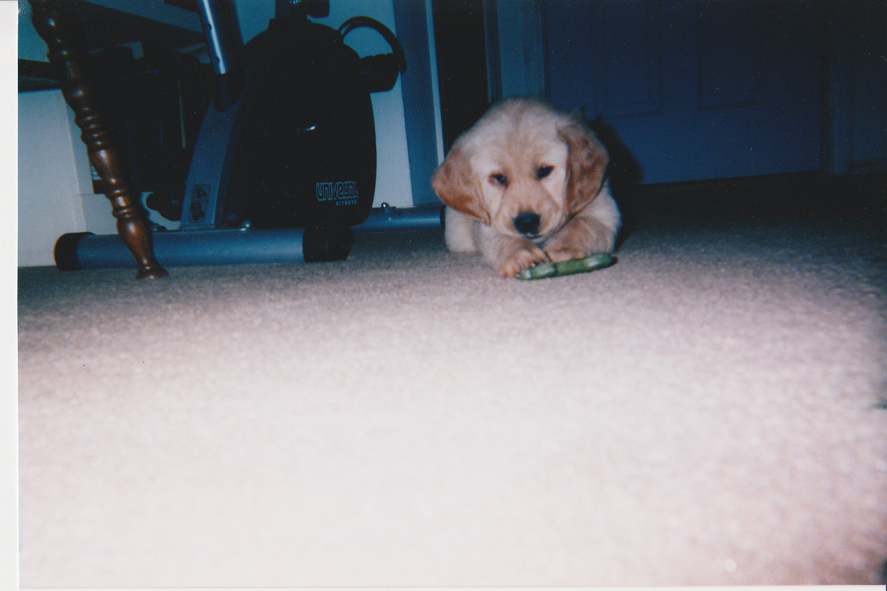 Callie's 1st Day Home - 3